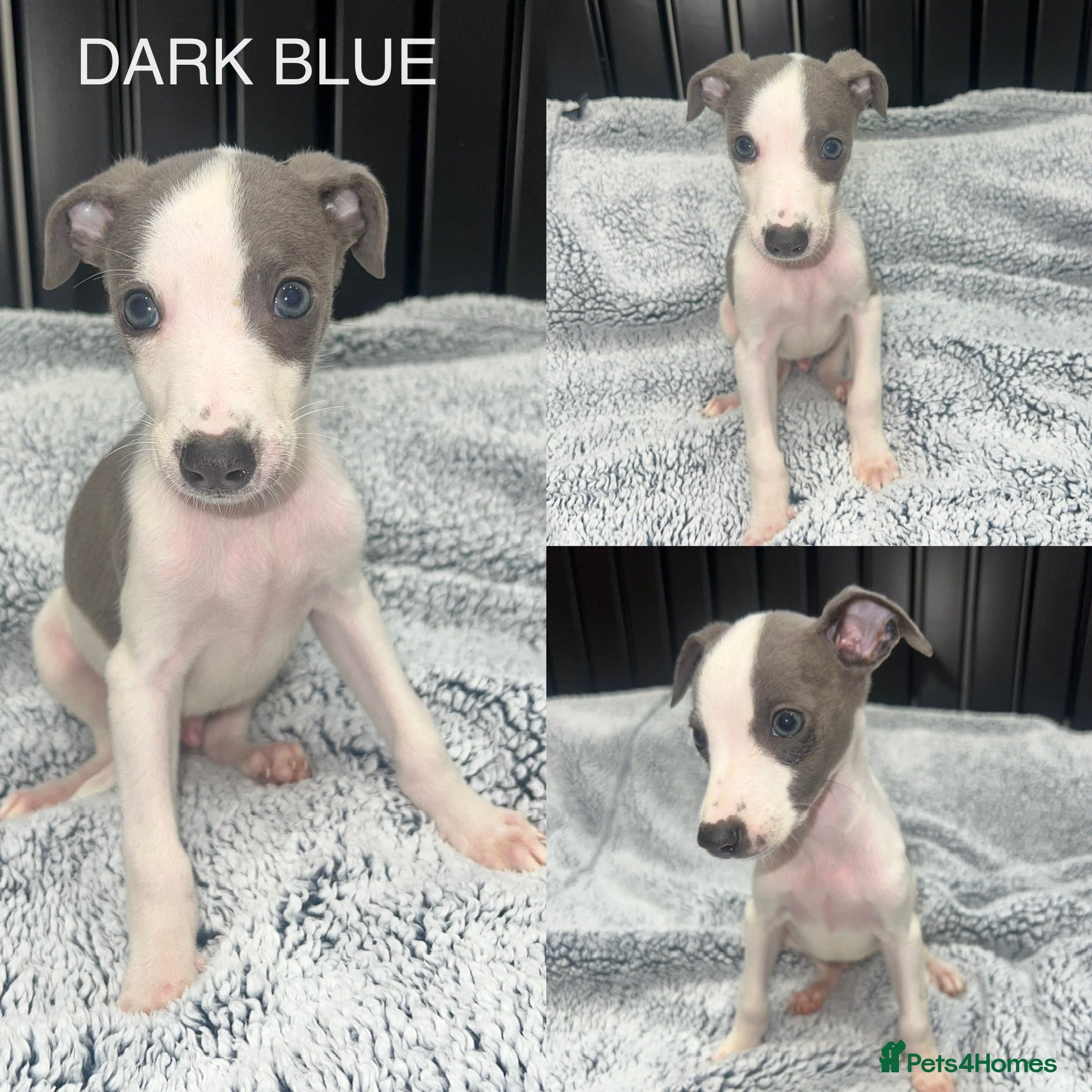 Whippet dogs Blue&white Kc whippets ready to leave - Advert 5