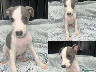 Whippet dogs Blue&white Kc whippets ready to leave - Advert 1
