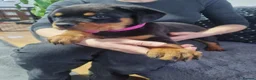 Rottweiler dogs for sale: Stunning Kc reg rottweiler puppies  - Advert 6