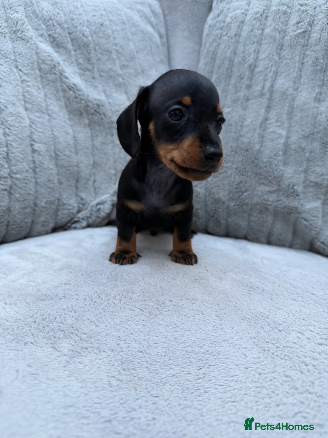 Miniature Dachshund dogs for sale: Gorgeous KC registered Miniature Dachshunds   - Advert 13
