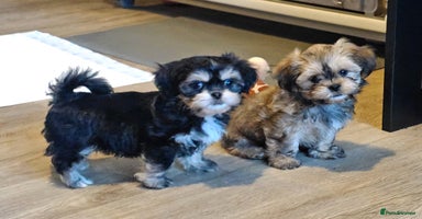 Shih Tzu dogs - Advert 1