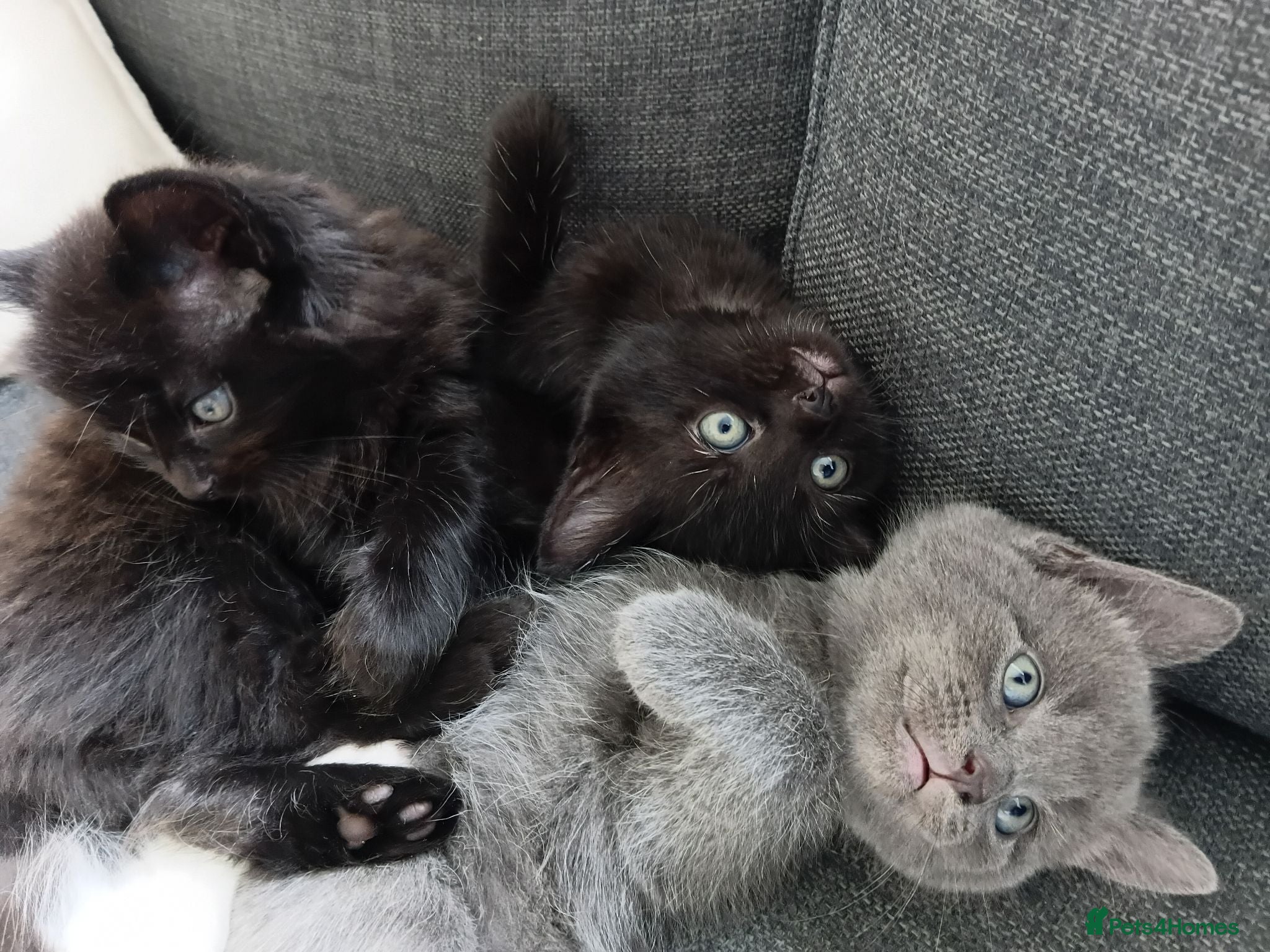 Mixed Breed cats Adorable Kittens Looking for Their Forever Homes  - Advert 2