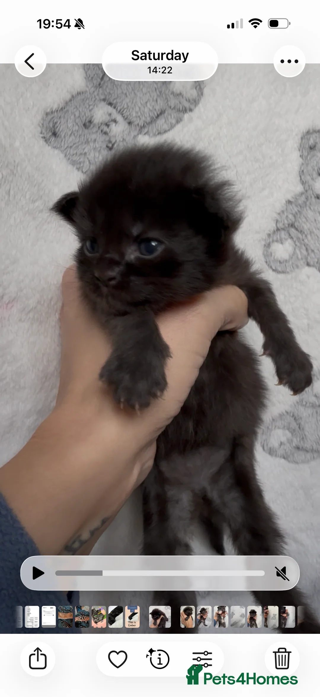 Maine Coon cats for sale: Stunning Maine Coon Kittens Unique Black Smokes - Advert 16