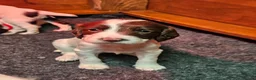 English Springer Spaniel dogs for sale:  KC REGISTERED ENGLISH SPRINGER SPANIEL PUPPIES  - Advert 7