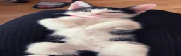 Mixed Breed cats for sale: Black and white kitten for sale - Advert 5