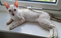 Bengal cats for sale: Pure Bengal kittens  in Cheltenham - Image 14