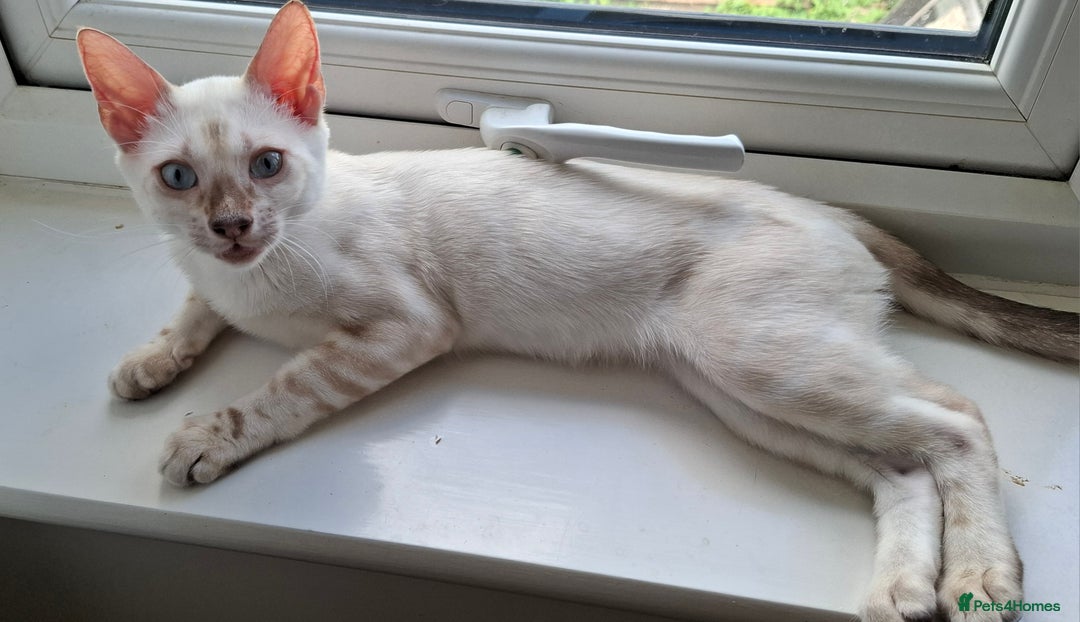 Bengal cats for sale: Pure Bengal kittens  in Cheltenham - Image 14