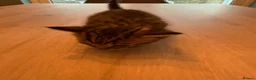 Mixed Breed cats for sale: Domestic shorthair (Tabby) Kittens  in Wisbech - Advert 11