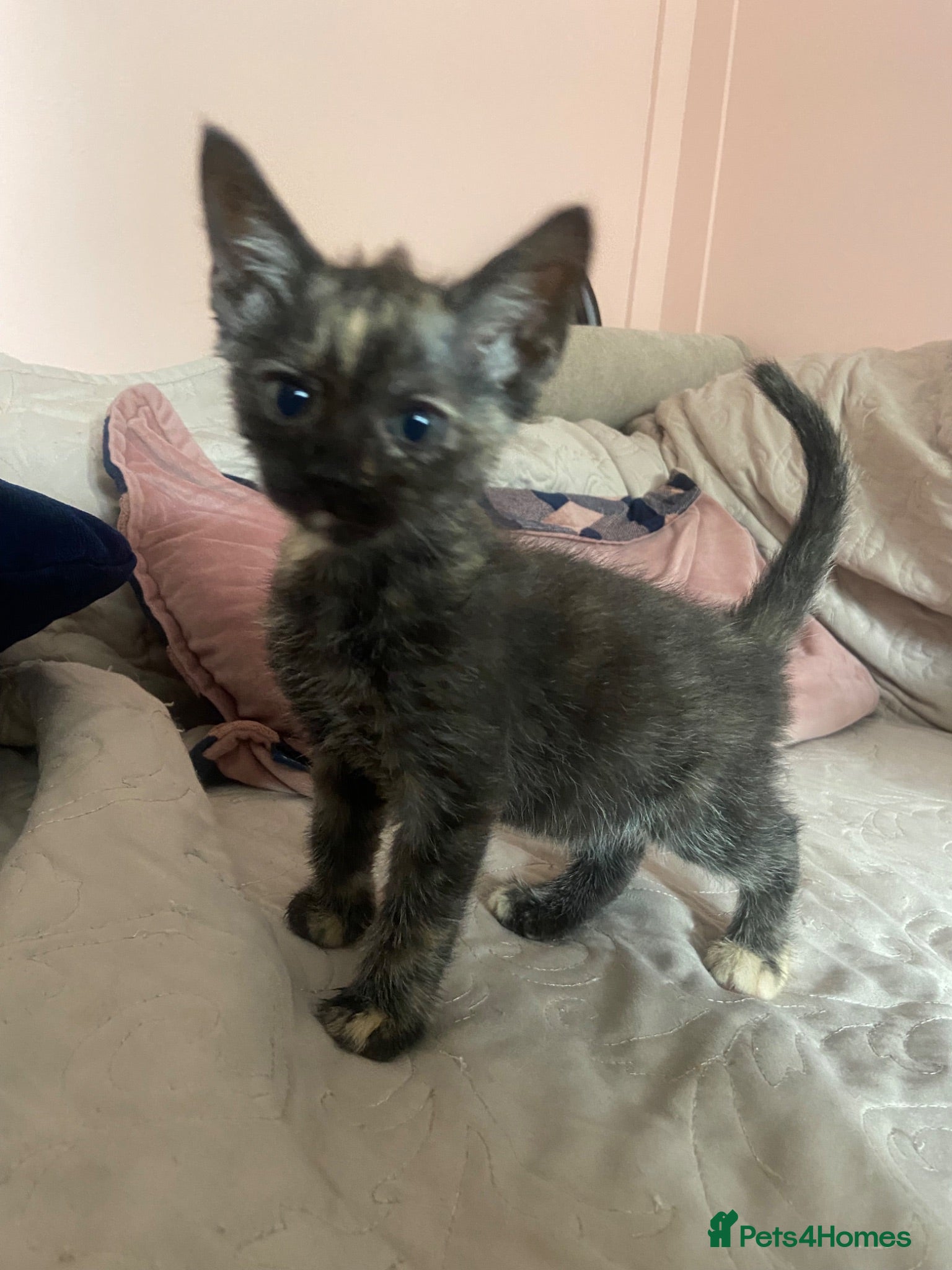 Ragdoll cats beautiful kittens 9 weeks old ready now - Advert 1