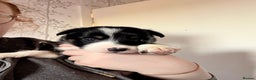 Border Collie dogs for sale: Border collie pups for sale  - Advert 4