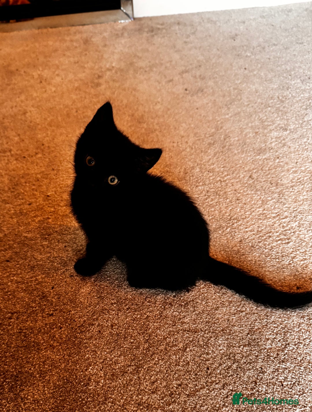 Mixed Breed cats for sale: Ginger boy black girl kittens approx 9 weeks - Image 6