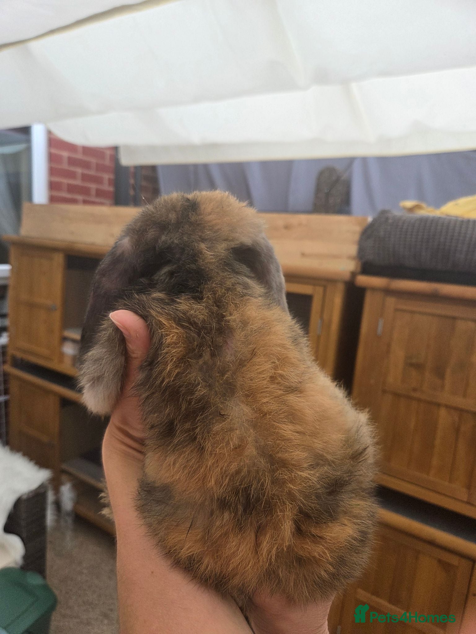 Mini Lop rabbits Only one left boy available. Beautiful mini lops - Advert 2