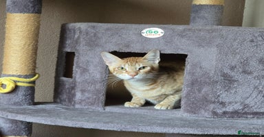 Mixed Breed cats [Indoors Only] Alto & Moka! Cuddlebugs Funky Pair! - Advert 7