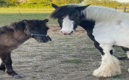 Irish Cob horses for sale: Mothers Dream - Advert 6