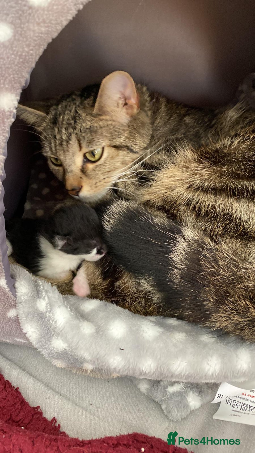 Mixed Breed cats for sale: Two Adorable Male Kittens 🥰😍 - Image 11