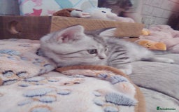 Scottish Fold cats for sale: ready to leave!! 2 Scottish straights  - Image 9