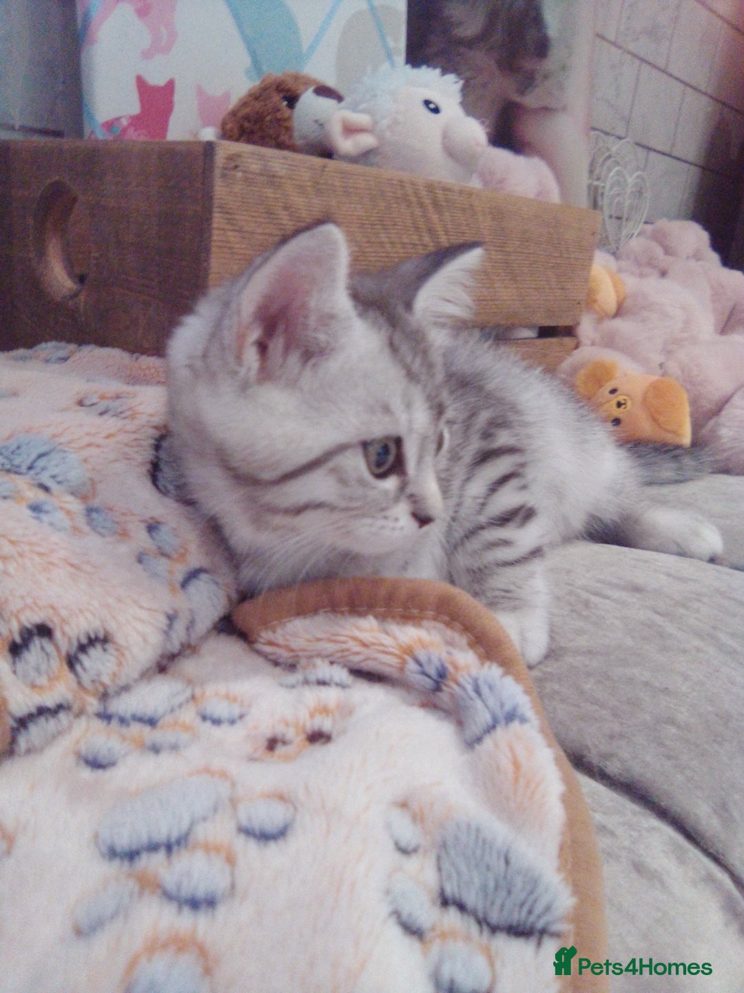 Scottish Fold cats for sale: ready to leave!! 2 Scottish straights  - Image 9