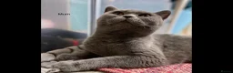 British Shorthair cats for sale: Gorgeous black BSH kittens available.  - Advert 14
