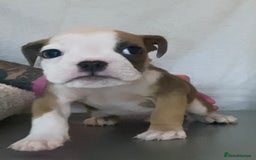 English Bulldog dogs for sale: KC registered English Bulldog Puppies  - Image 13