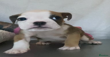 English Bulldog dogs - Advert 8