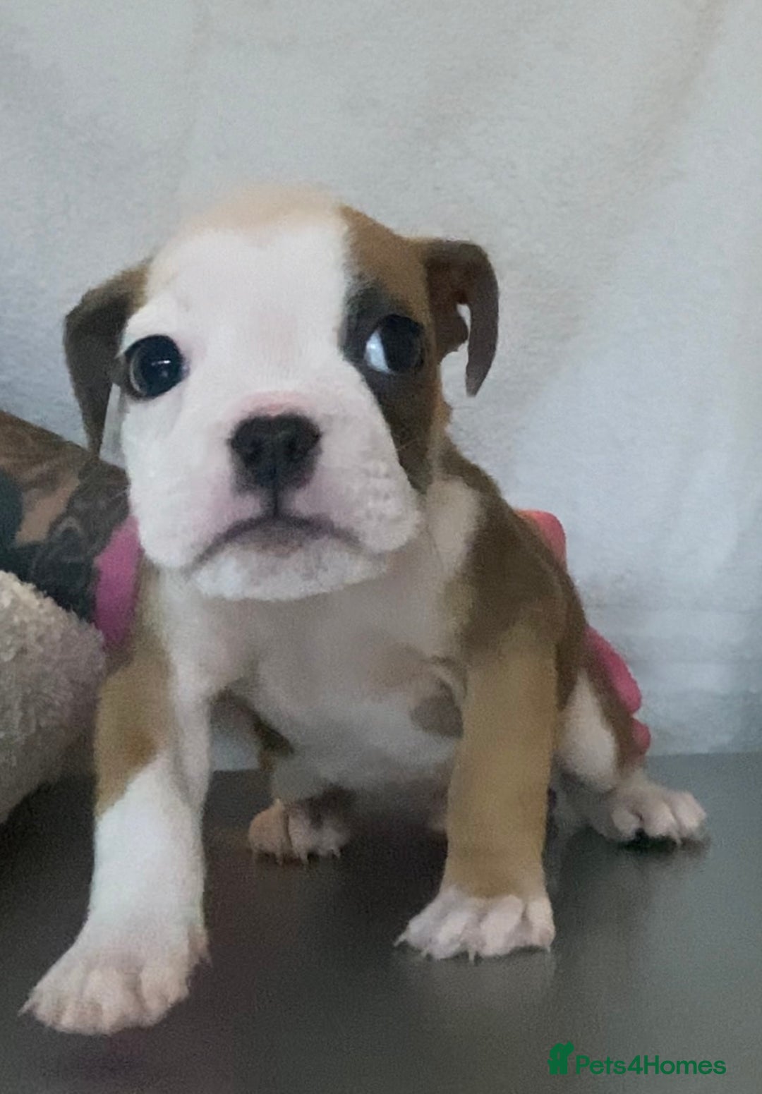 English Bulldog dogs for sale: KC registered English Bulldog Puppies  - Image 13