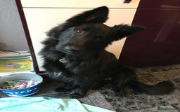 German Shepherd dogs for sale: Molly - Image 1