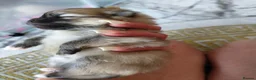Pomeranian dogs for sale: Miss Helen  in Nottingham - Advert 17