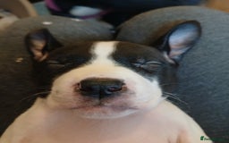 American Bull Staffy dogs for sale: Puppies  - Advert 10