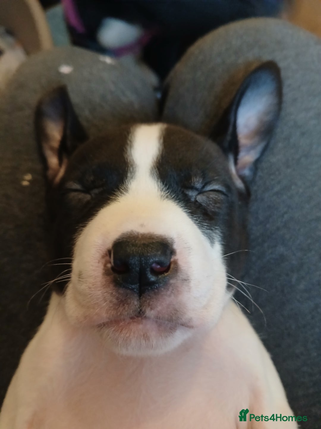 American Bull Staffy dogs for sale: Puppies  - Advert 10