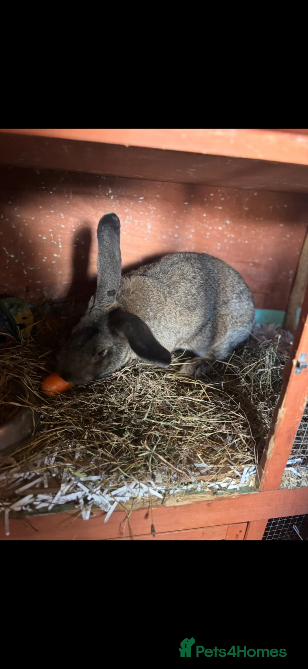 Continental Giant rabbits for sale: Mixed continental Giants  - Advert 11