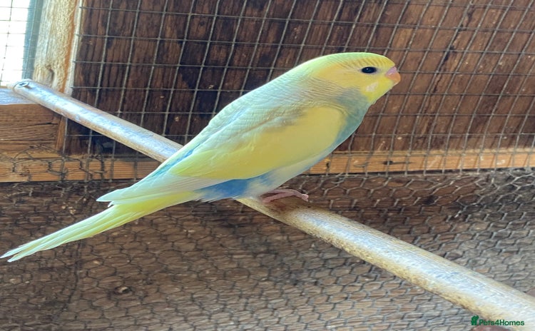 Budgerigars birds - Advert 1