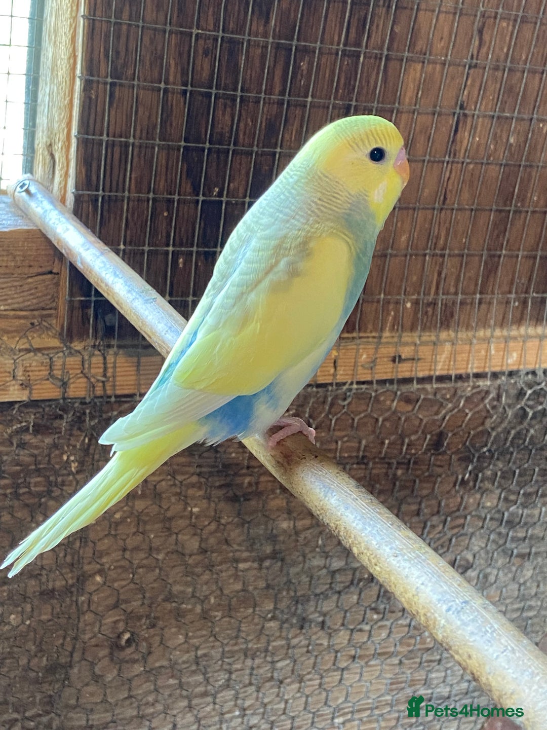 Budgerigars birds for sale: Baby budgies - Image 1