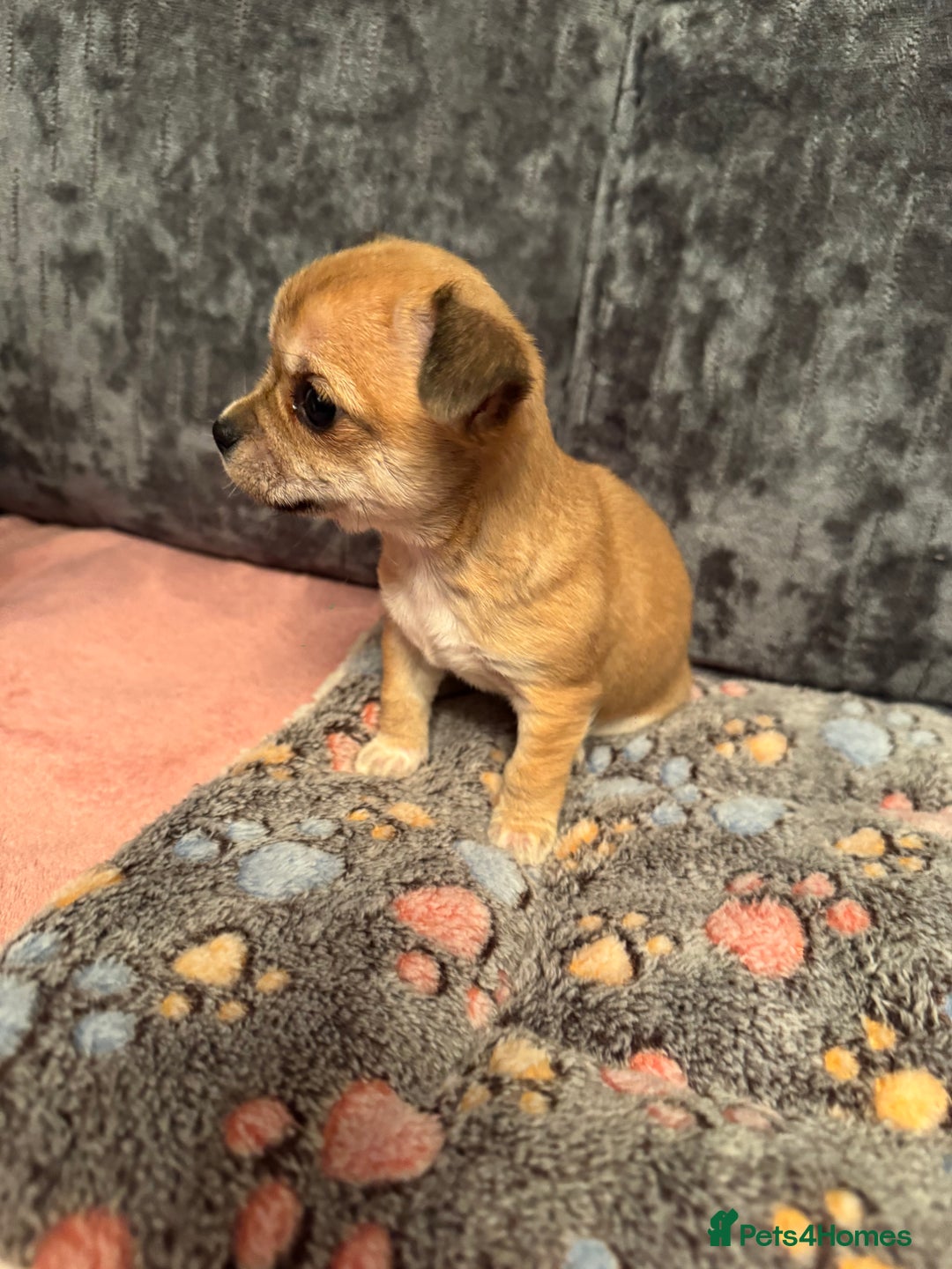 Chug dogs for sale: Lovely playful Chihuahua x Pug Puppies Boys Girls  - Advert 8