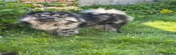 Chow Chow dogs for stud: Zoro - Black Merle carrying blue & choc - Advert 6