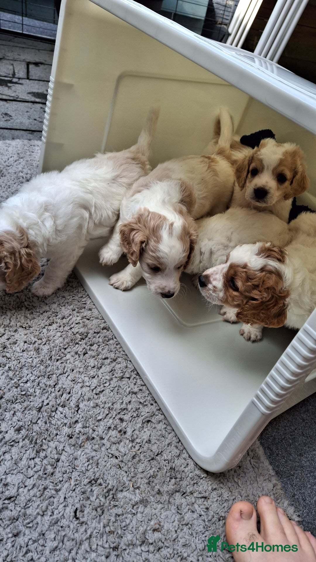 Cockapoo dogs for sale: Mr cassidy - Image 27