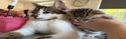 Bengal cats for sale: Beautiful mixed Bengal kittens 🐾 - Advert 15