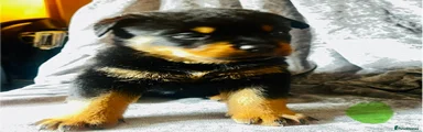 Rottweiler Puppy 1