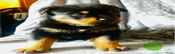 Rottweiler dogs for sale: Stunning KC Registered Rottweiler puppies  - Advert 14