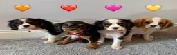 Cavalier King Charles Spaniel dogs for sale: Beautiful health tested cavalier King Charles  - Advert 5