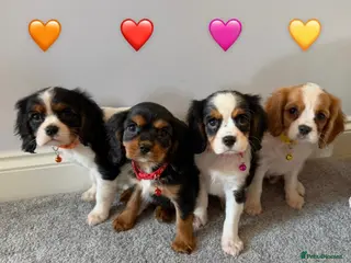 Cavalier King Charles Spaniel dogs Beautiful health tested cavalier King Charles - Advert 14