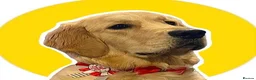 Golden Retriever dogs for stud: Beautiful KC-Reg Golden Retriever Stud (proven) - Advert 14