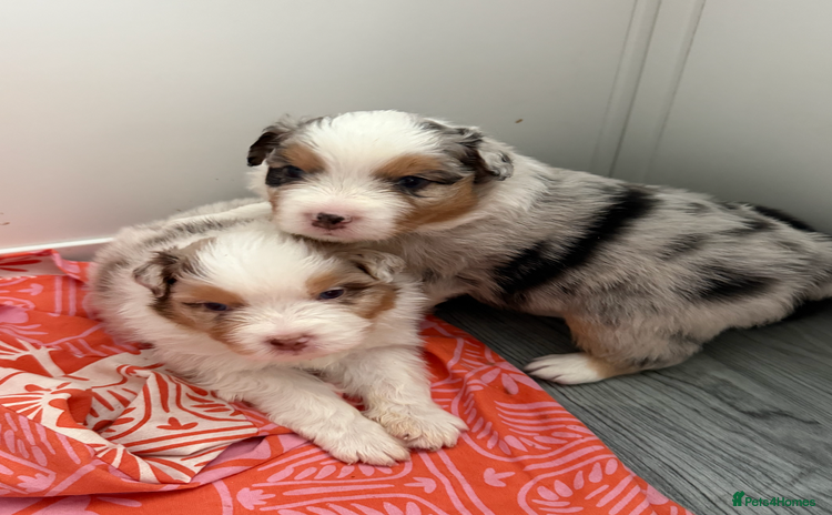 Australian Shepherd dogs - Advert 1