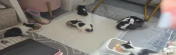 British Shorthair cats for sale: Kitten - Advert 6