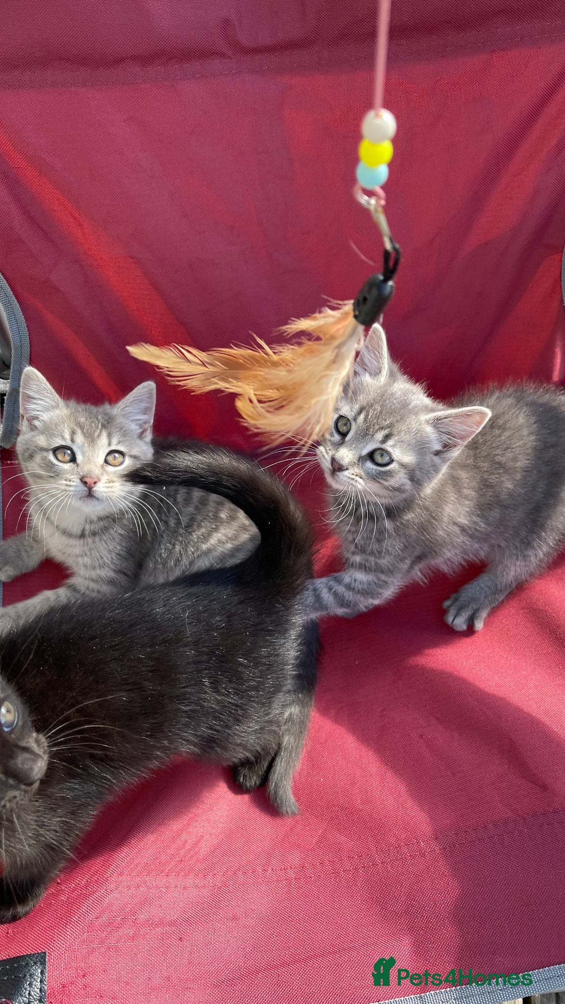 Mixed Breed cats 3 girl kittens- 2 grey & 1 black  - Advert 6