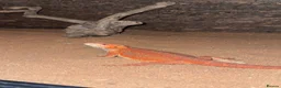 Bearded Dragon reptiles for sale: Red Hypo Leatherback Bearded Dragon - Advert 8