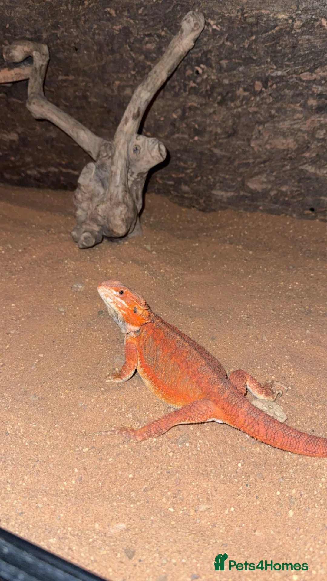 Bearded Dragon reptiles for sale: Red Hypo Leatherback Bearded Dragon - Advert 8