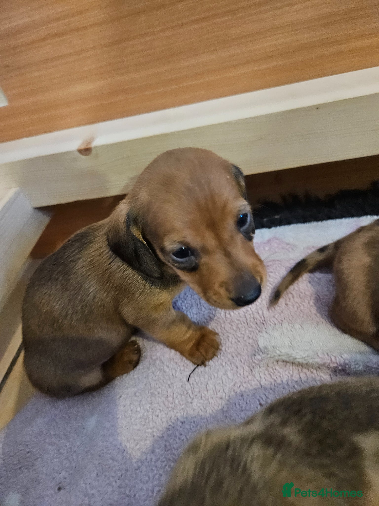 Miniature Dachshund dogs Miniature Dachshunds  - Advert 17