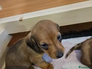 Miniature Dachshund dogs Miniature Dachshunds - Advert 17