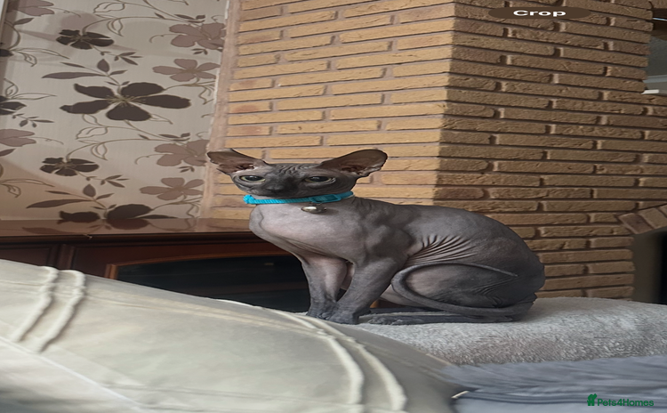 Sphynx cats - Advert 1