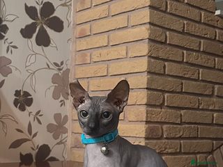 Sphynx cats - Advert 6